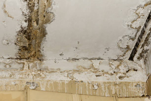 Best Emergency Mold Remediation  in Bardstown, KY