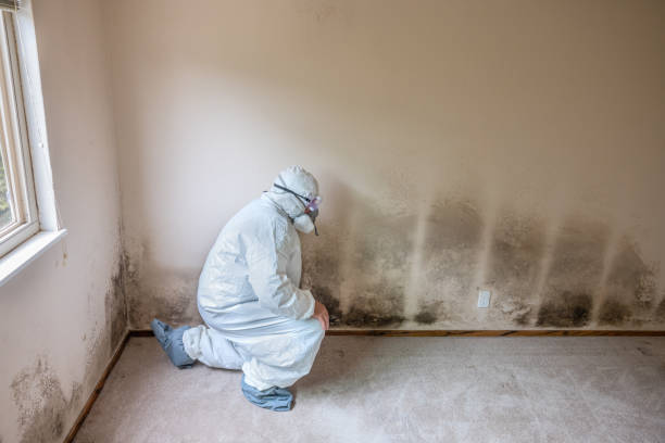 Best Industrial Mold Remediation  in Bardstown, KY